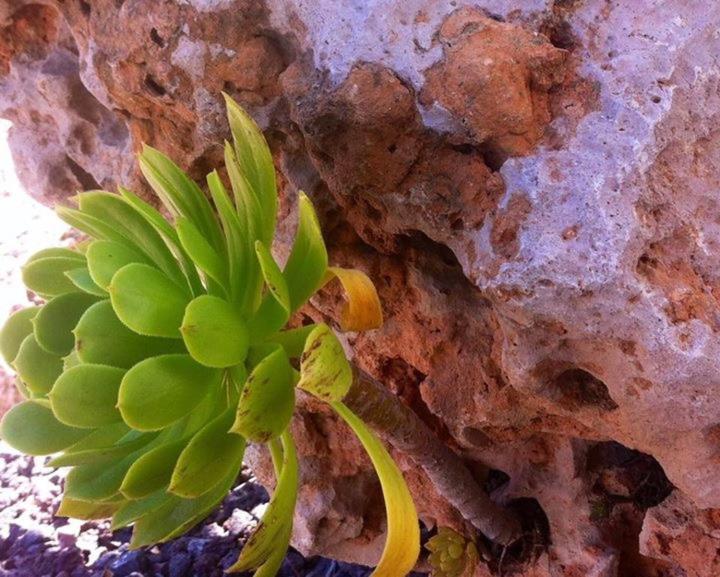 فيلا Vacaciones La Marina Costa Blanca المظهر الخارجي الصورة
